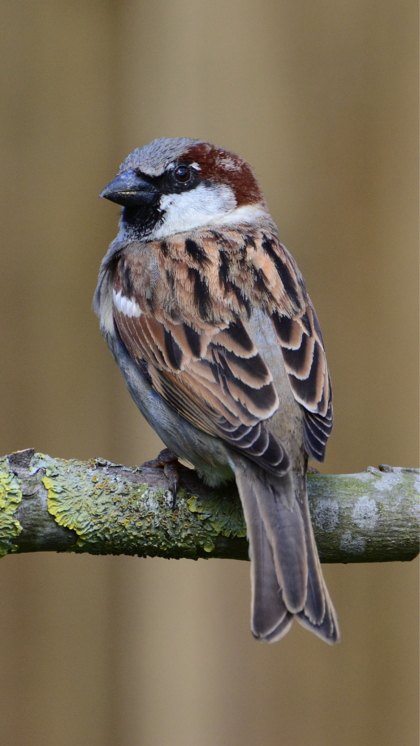 How to Attract Sparrows: Easy Tips for a Bird-Friendly Garden