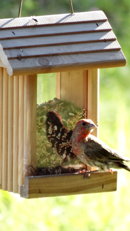 How to Attract Sparrows: Easy Tips for a Bird-Friendly Garden