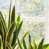 where to buy peace lily plant Peace Lily Plant – Madison Flower Shop