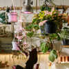 10 Gorgeous Indoor Flowering Plants For Your Living Room | Times Now