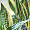 snake plants small Snake Plant 'Laurentii Dwarf'