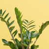succulent plant store near me Bulk 4 inch Succulent Plants