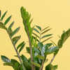 10 Amazing Benefits Of Keeping A ZZ Plant In Your Kitchen | Times Now