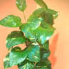 blue iced philodendron for sale Blue Ribbon Colorburst Florals Split Green Leaf Philodendron