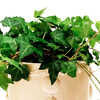 10 Amazing Benefits Of Keeping An English Ivy Plant In Your Kitchen | Times  Now