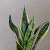 crassula hobbit jade plant Crassula main image 0