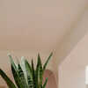 10 Amazing Benefits Of Keeping A Snake Plant In Your Living Room | Times Now