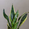 10 Amazing Benefits Of Keeping A Snake Plant In Your Bathroom | Times Now