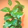 10 Amazing Benefits Of Keeping A Money Plant In Your Living Room | Times Now