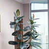 10 Amazing Benefits Of Keeping A Rubber Plant In Your Living Room | Times  Now