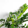 10 Amazing Benefits Of Keeping A ZZ Plant In Your Bedroom | Times Now