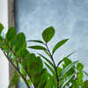 zz plant raven ZZ Plant, Raven 6