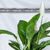 buy pothos plant Buy Our Golden Pothos in Hanging Basket main image 1
