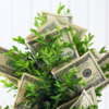 10 Powerful Money Plants In Feng Shui To Attract Wealth And Positivity |  Times Now