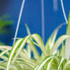 10 Amazing Benefits Of Keeping A Spider Plant In Your Bathroom | Times Now