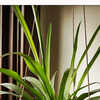 fertilizer for pineapple plants Wellspring Gardens Elite Gold Pineapple - Ananas comosus