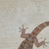 Effective ways of keeping lizards away from your home