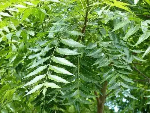 neem-leaves-500x500_600x