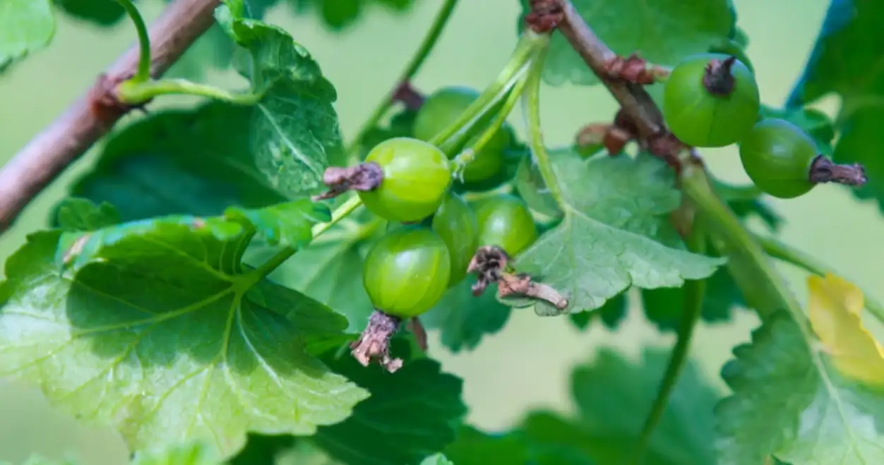 Indian gooseberry