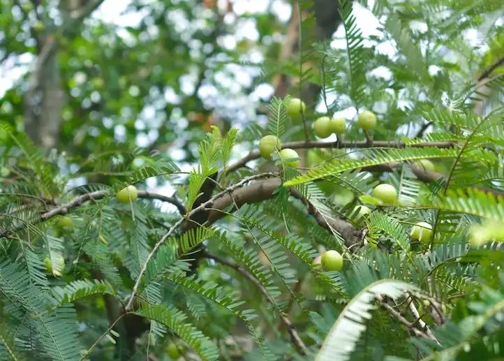 amla