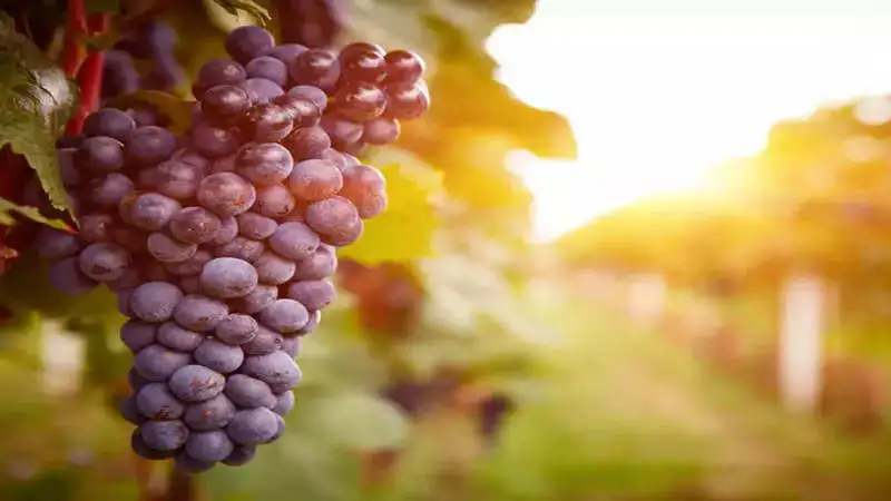 Here are all the ways in which grapes are beneficial for your skin and hair!