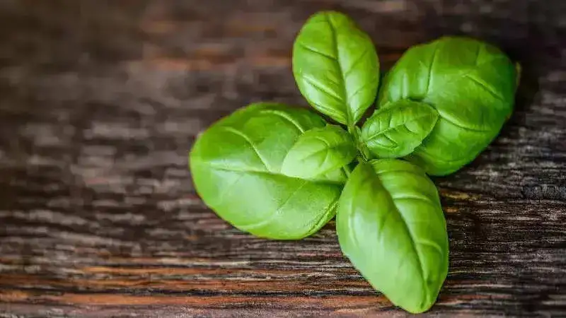 basil leaves