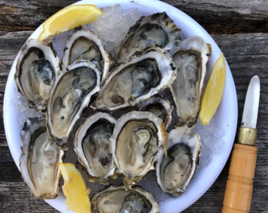 Oysters