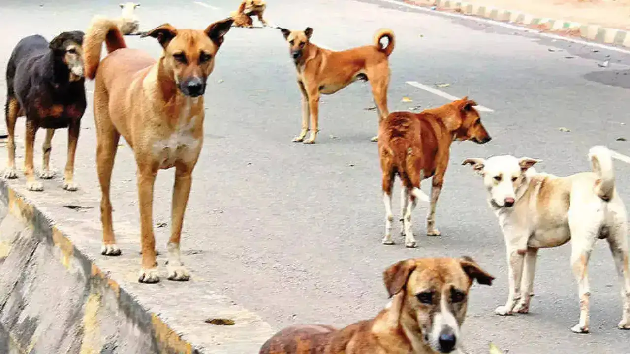 A herd of stray dogs