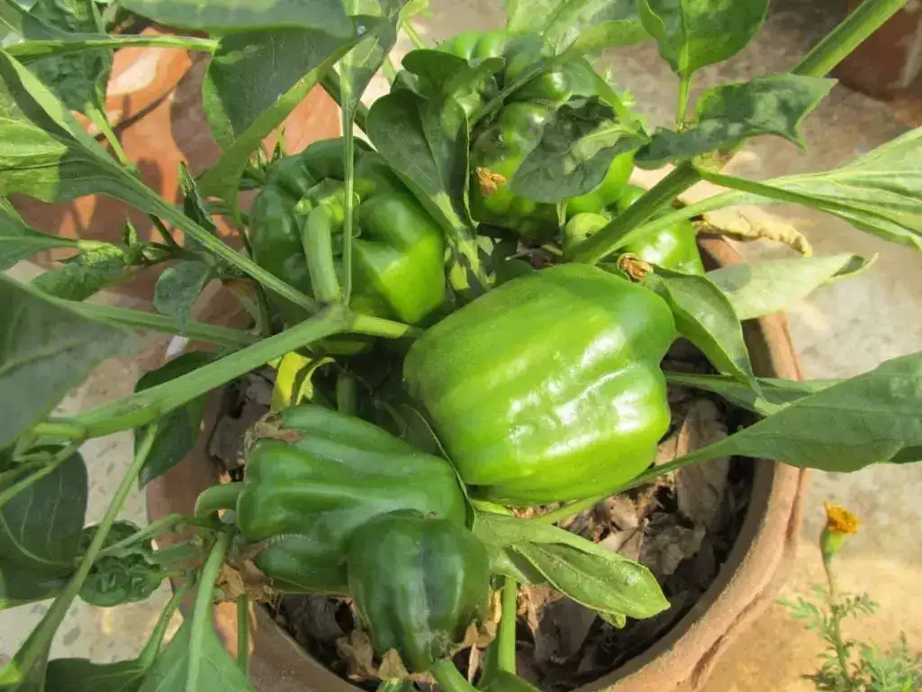 Terrace Garden