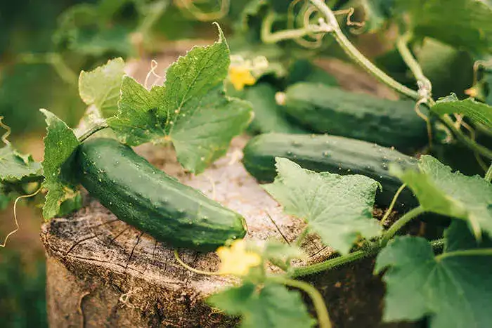 Cucumbers