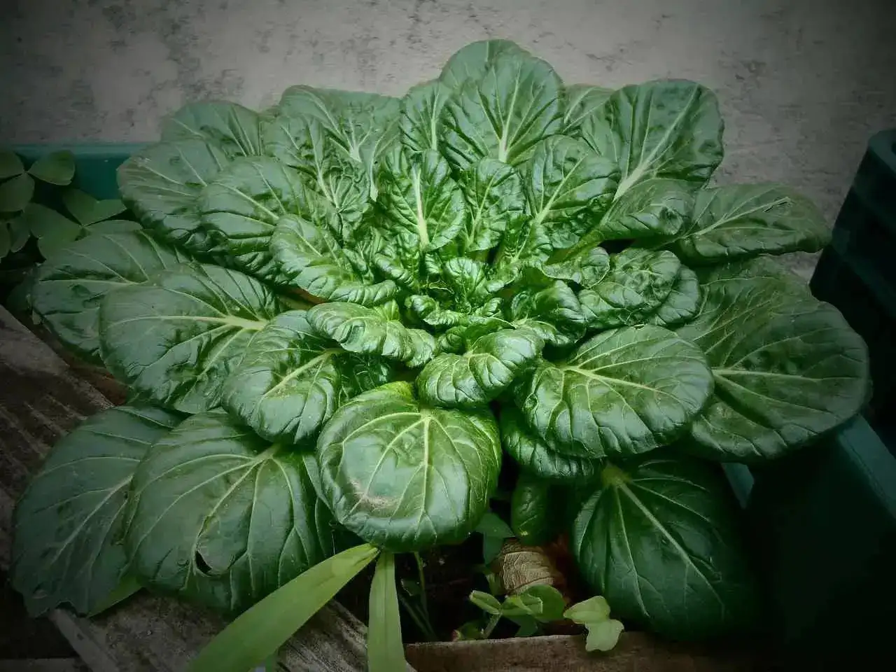 Spinach in a terrace garden