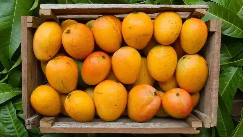 mangoes