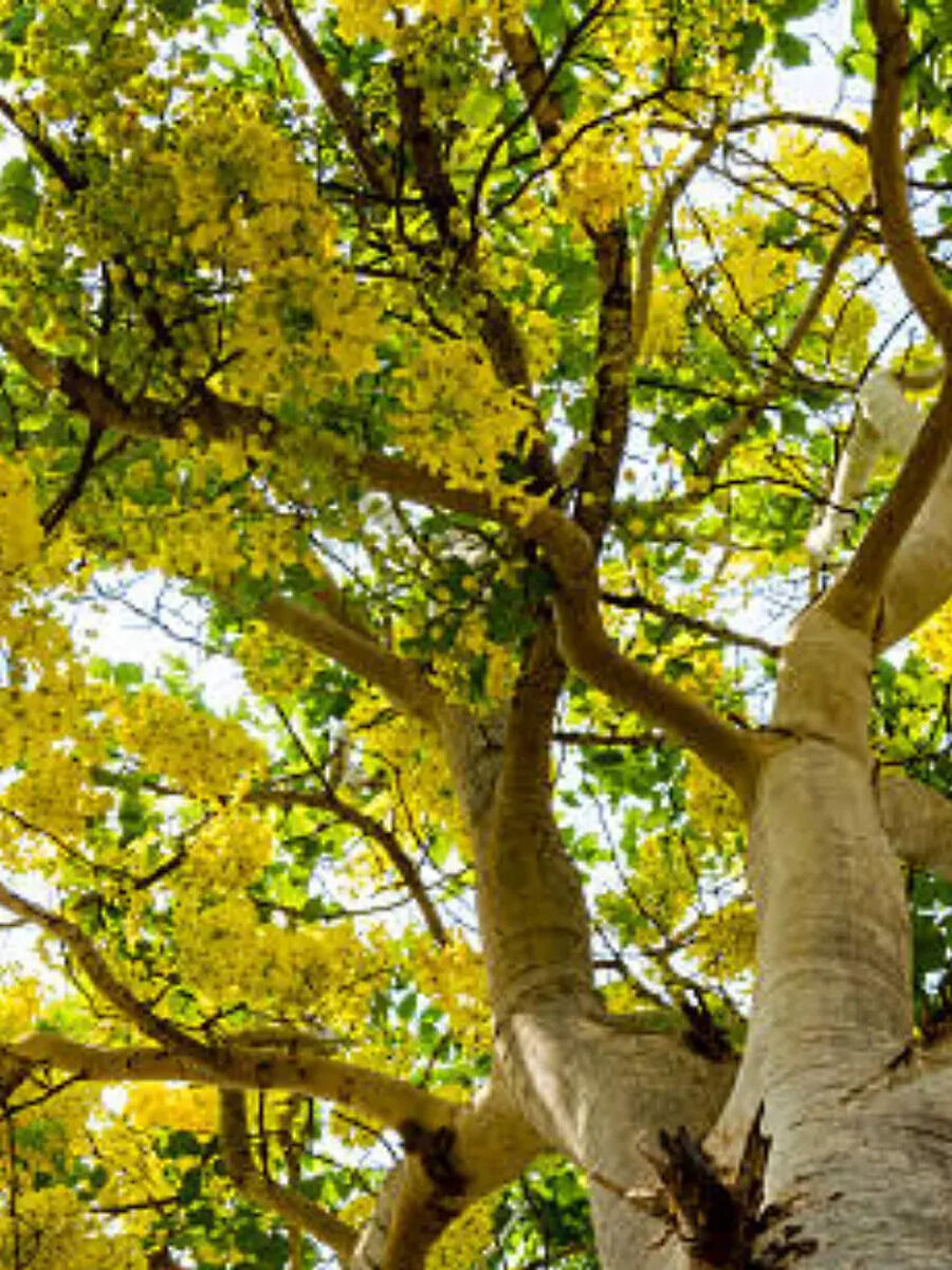 WORLD ENVIRONMENT DAY: 6 FLOWERING TREES THAT INDIANS CAN INTRODUCE TO ...