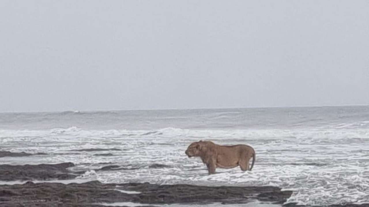 Lion on Gujarat shore