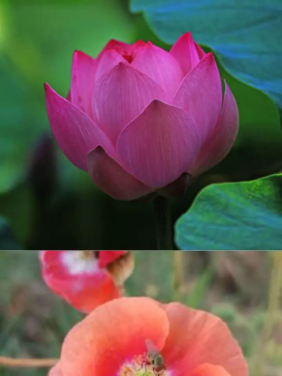 What Is The National Flower Of Israel | Times Now Navbharat