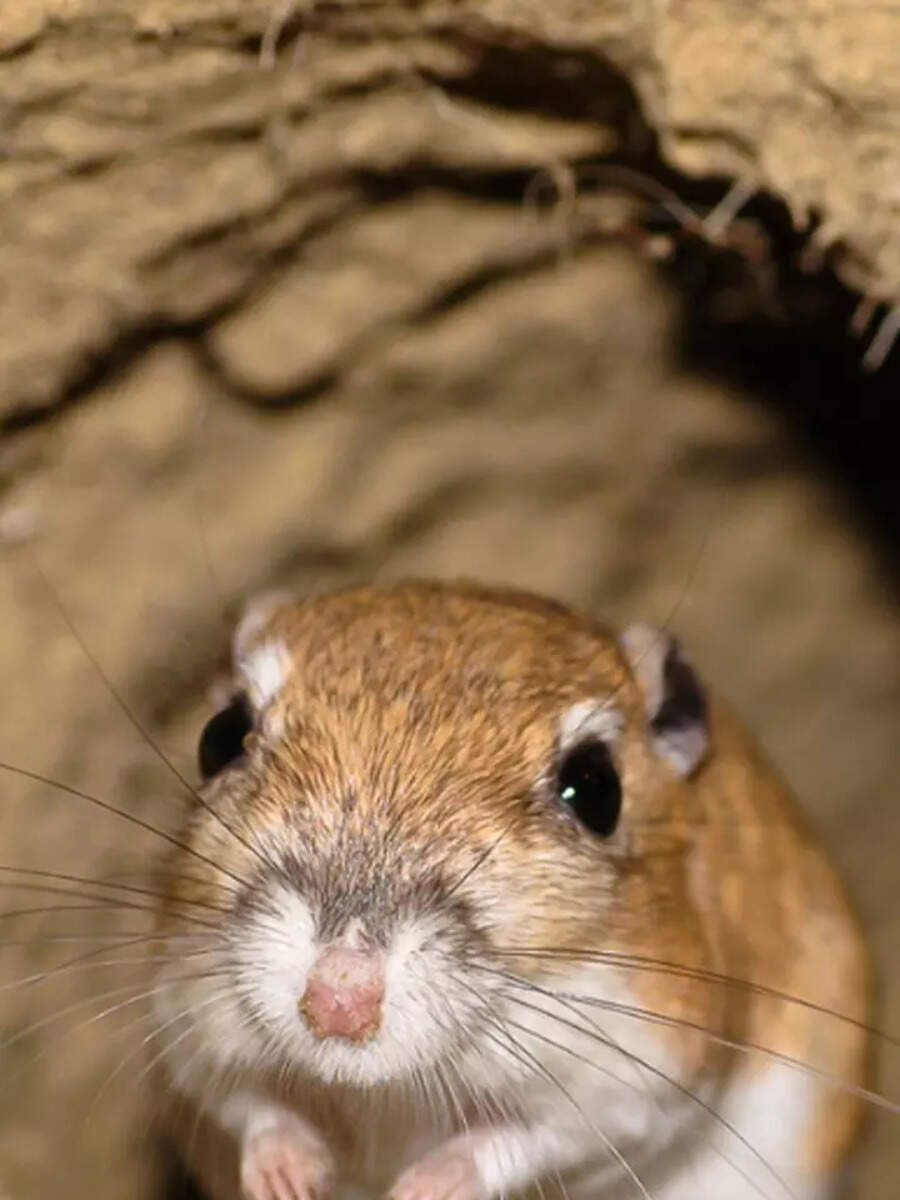 kangaroo-rat-dies-after-drinking-water-know-all-the-facts