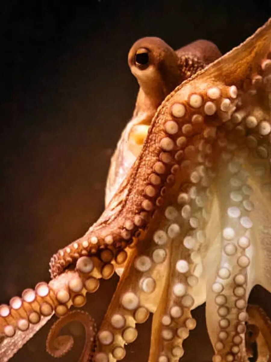Interesting Facts about Octopus which has nine brains | Times Now Navbharat