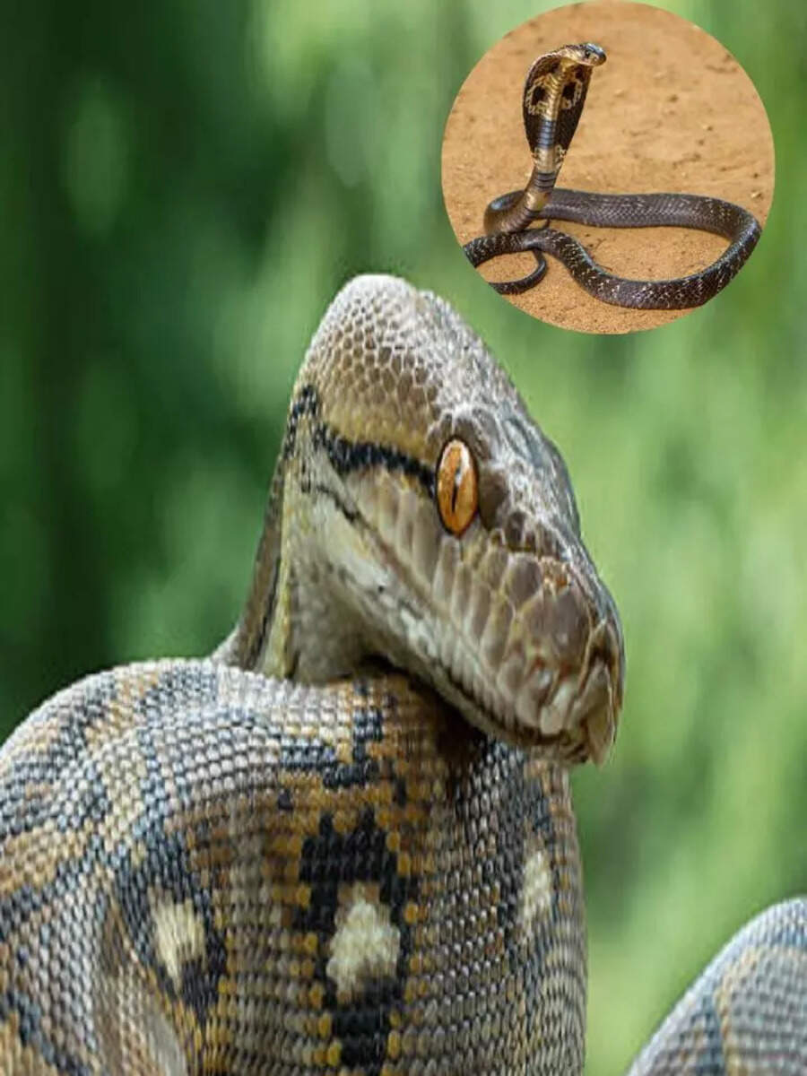 This snake is the father of python and cobra, one bite kill 100 people ...