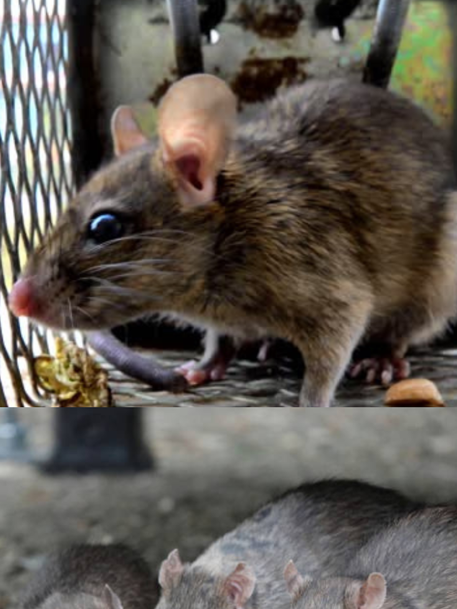 how to drive away rats from Home know the best tips | Times Now Navbharat