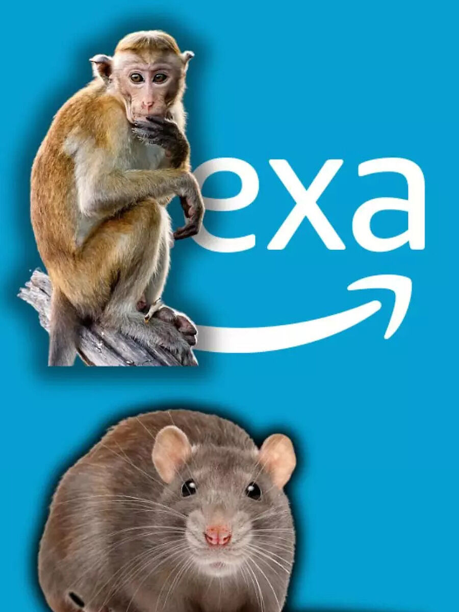How To Drive Away Monkeys Rats Alexa Gave This Funny Answer | Times Now ...
