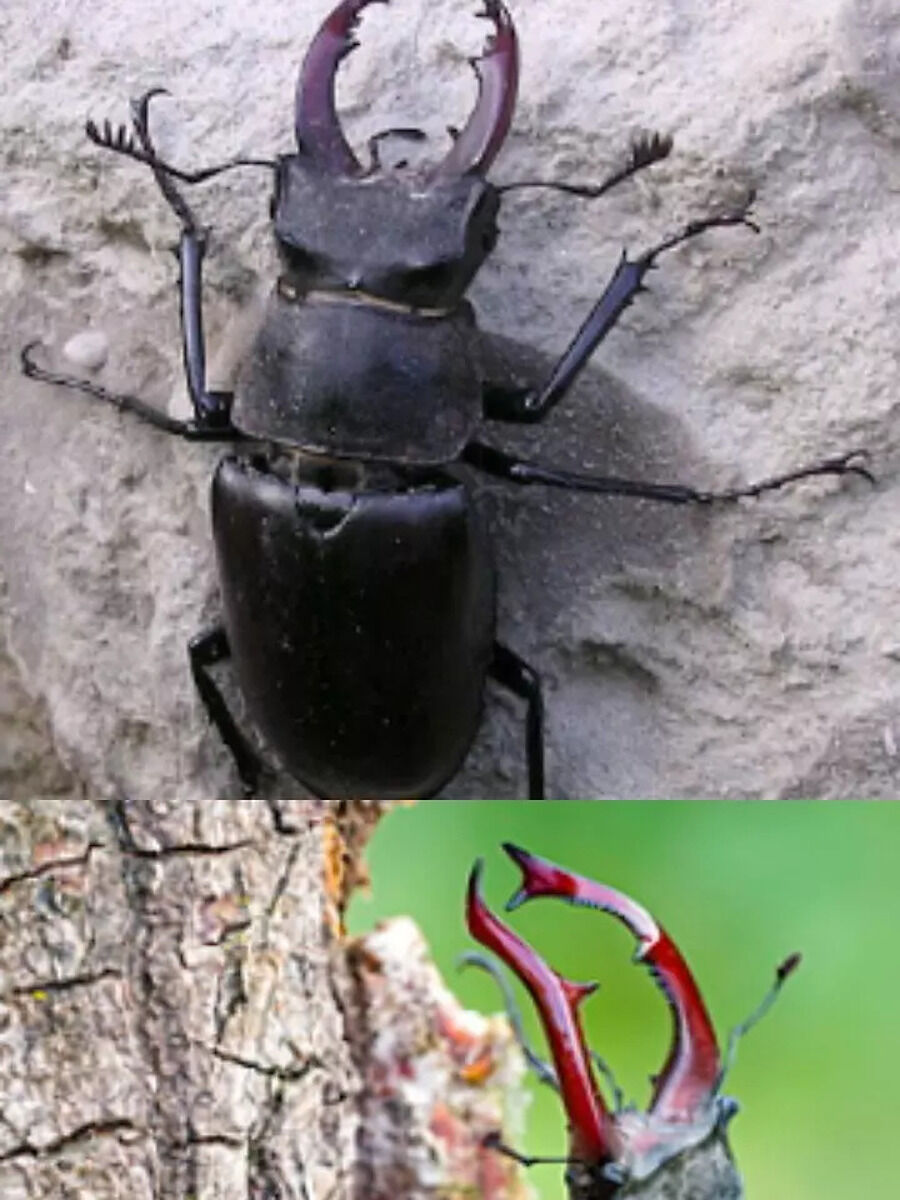70 लाख रुपये में बिकता है ये कीड़ा which is most expensive insect in ...