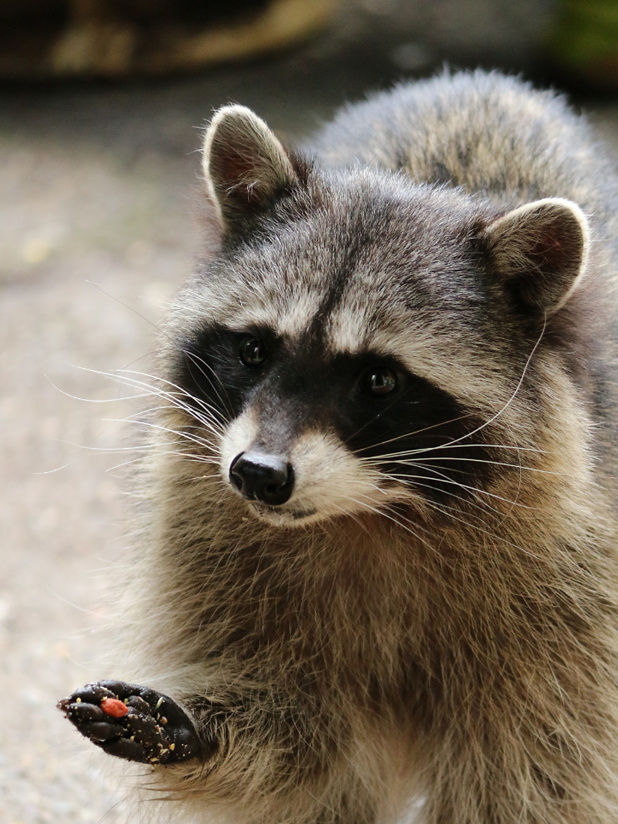 7 Cute Animals That Carry Rabies | Times Now