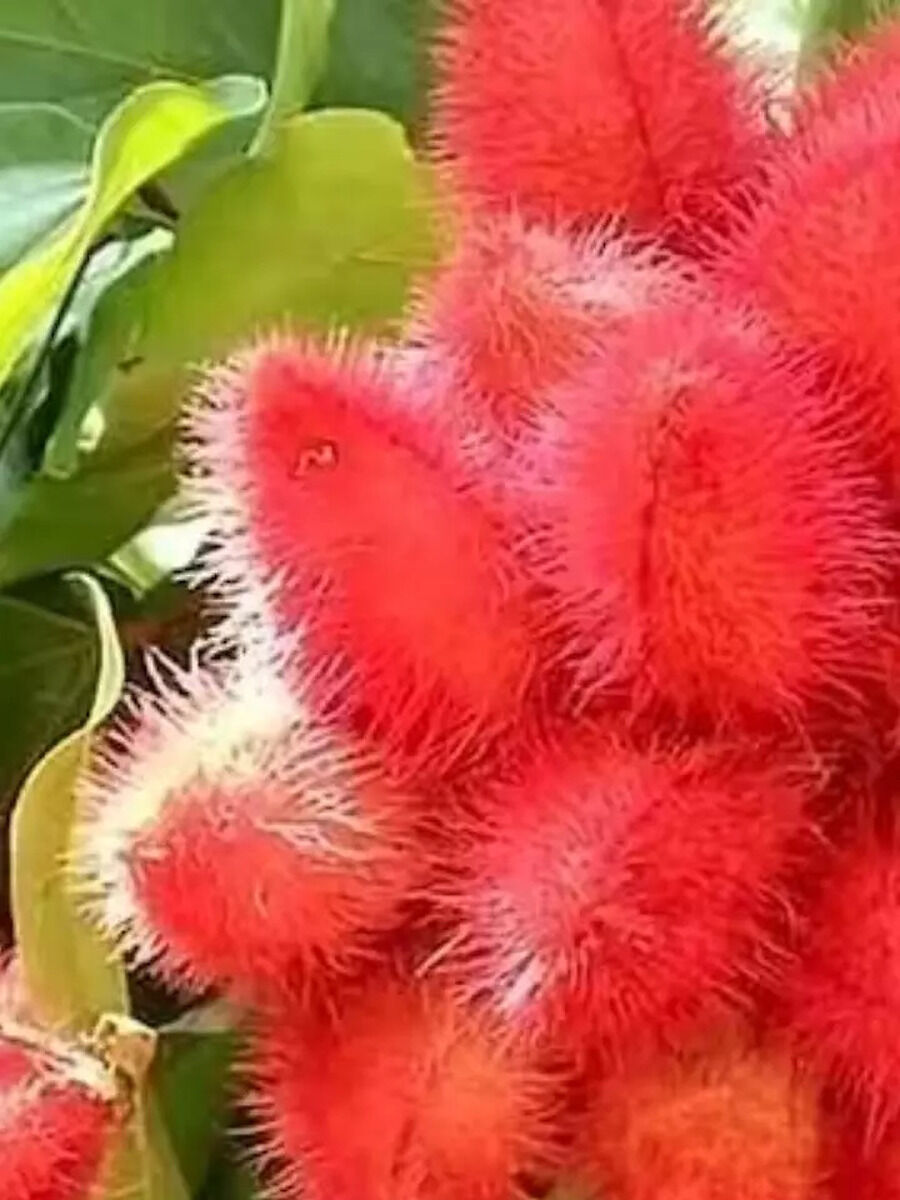 क्या आपने कभी सिंदूर का पौधा देखा है, सिर्फ इन राज्यों में मिलेगा यह ...