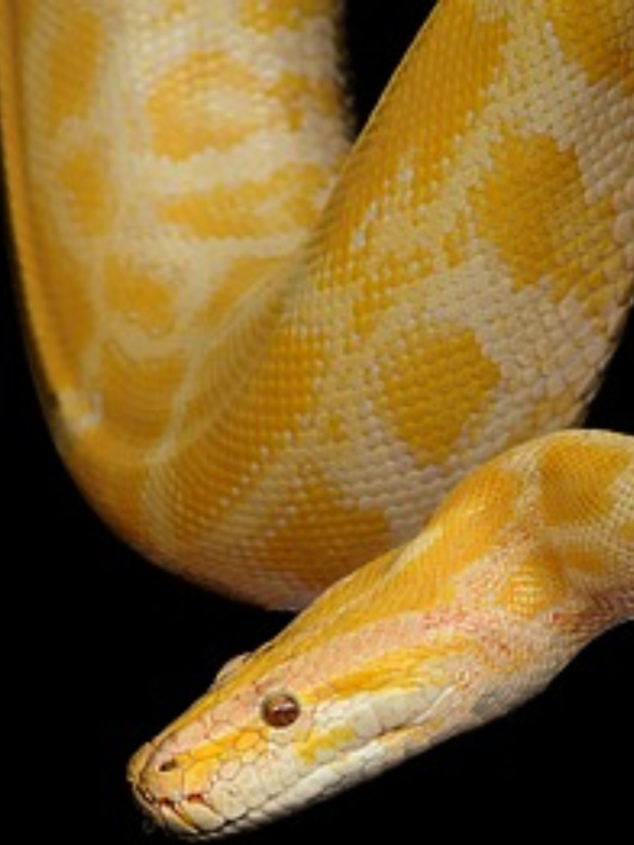 5 Types of Pythons | Times Now