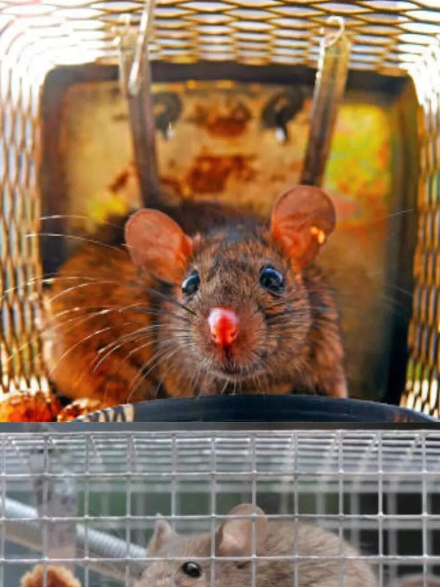 Best hack to Catch the Rats by use these foods | Times Now Navbharat