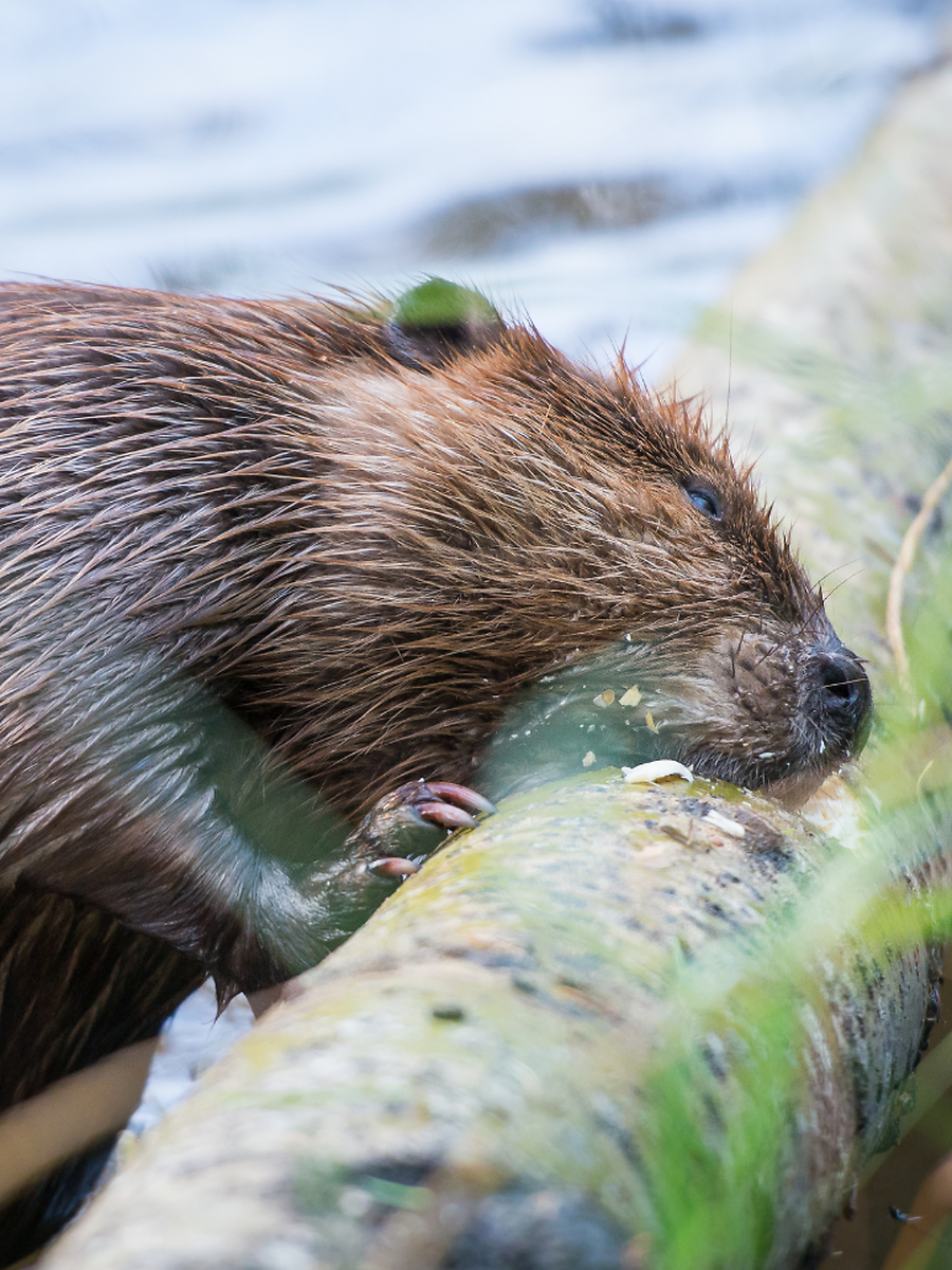 5 of the Most Hardworking Animals on Earth | Times Now
