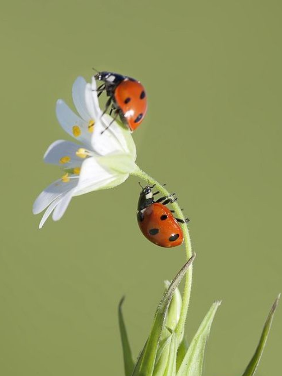 9 Animals Associated With Good Luck | Times Now