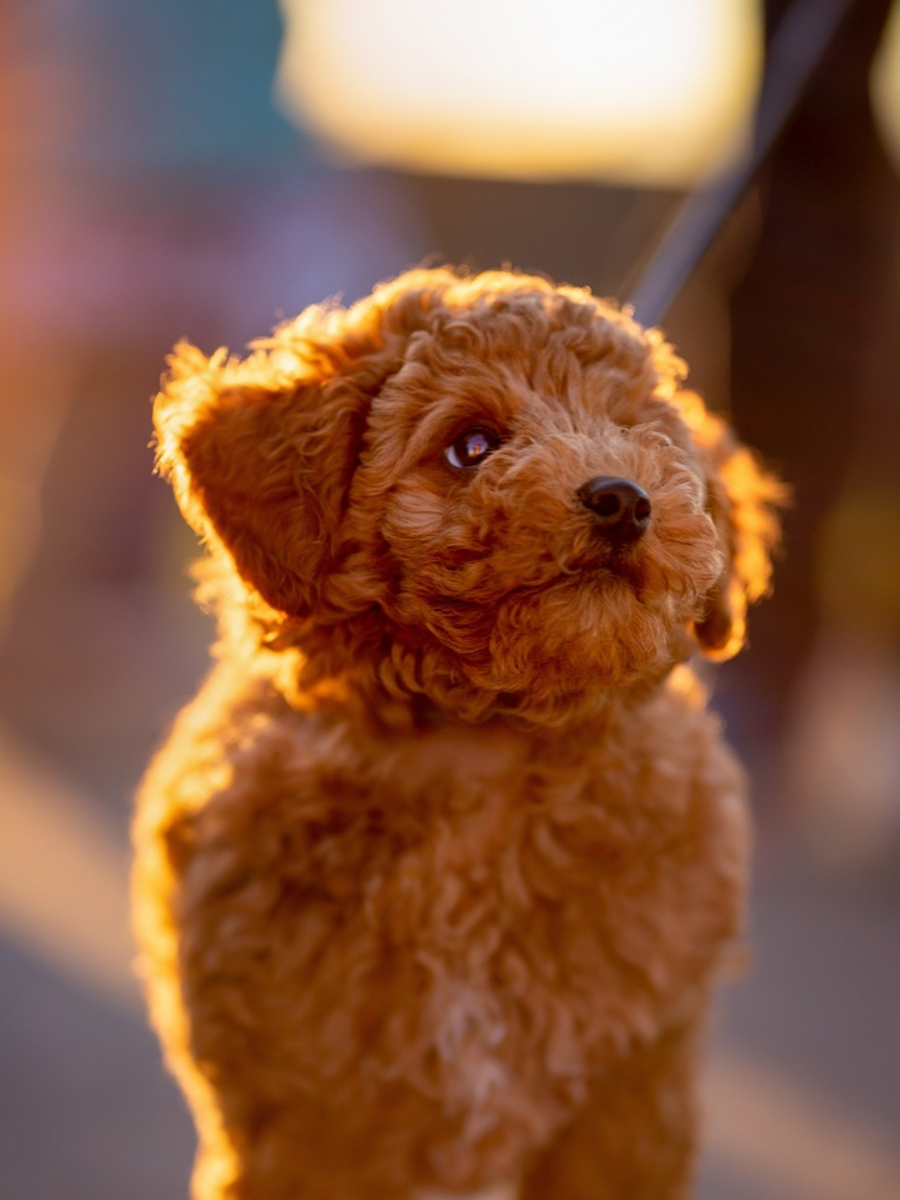 7 Best Dog Breeds for People with Allergies & Asthma | Times Now - Dog Rescue Groups For Allergy Sensitive People