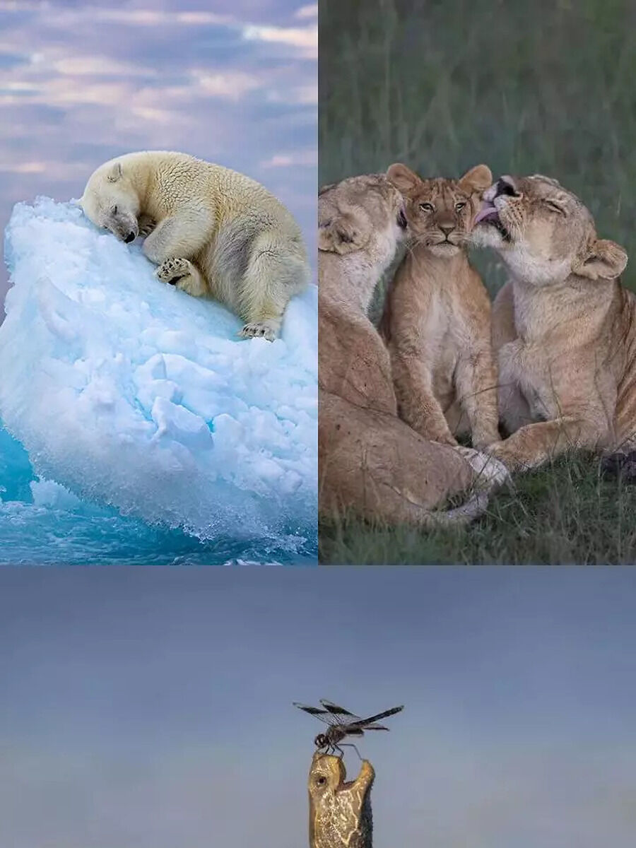 Wildlife Photographer Of The Year People's Choice Awards: Best Photos ...