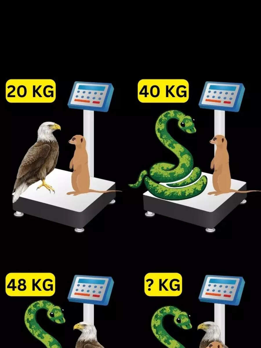 What is the Total Weight of Snake Mongoose and Eagle | Times Now Navbharat